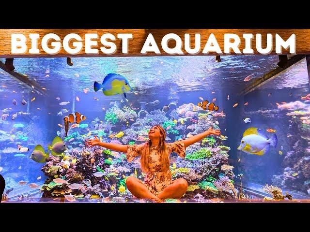 World's MOST Expensive Home Aquarium (new tanks & fish!)