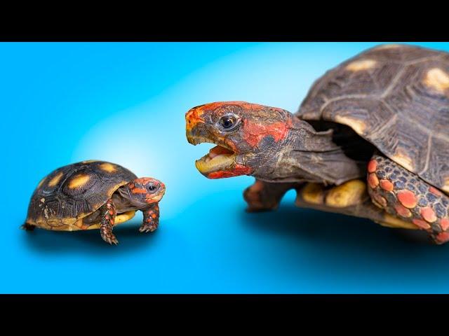 5 Famous Tortoises and their Adorable Babies! Garden State Tortoise