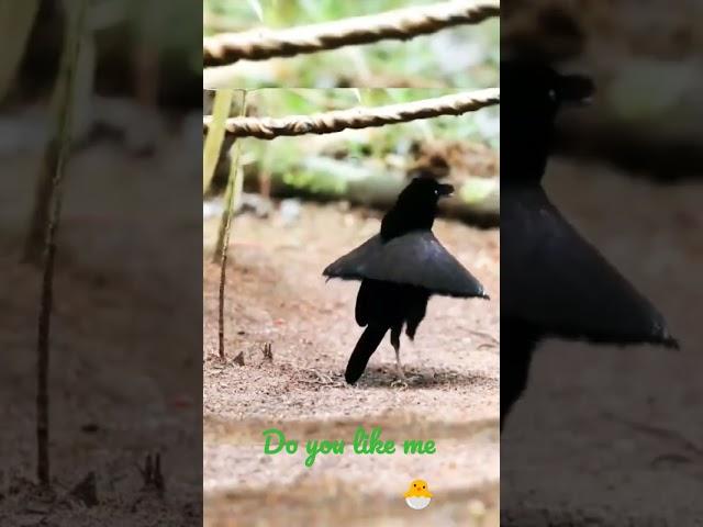 bird dancing   @a_paradise_bird @birdy @birdbt @AngryBirds @hungrybirds4803 @TuxBird