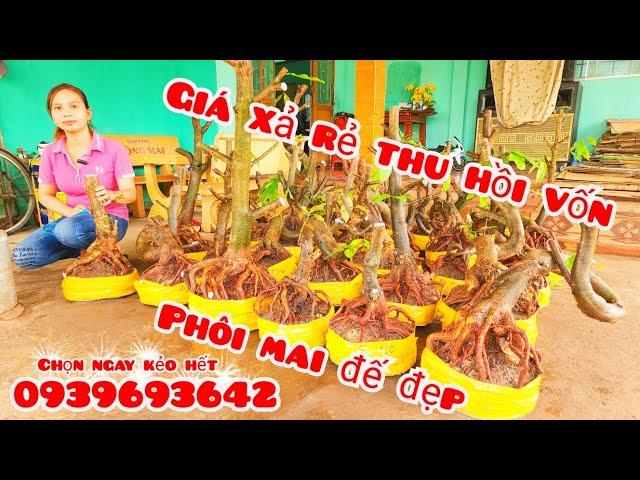 Phôi mai đế đẹp giá rẻ 5/11 #chịNhí0939693642 |MaivàngThanhTâm