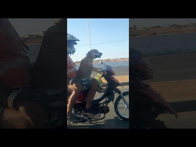 Dog Chauffeurs His Humans on Motorbike || ViralHog