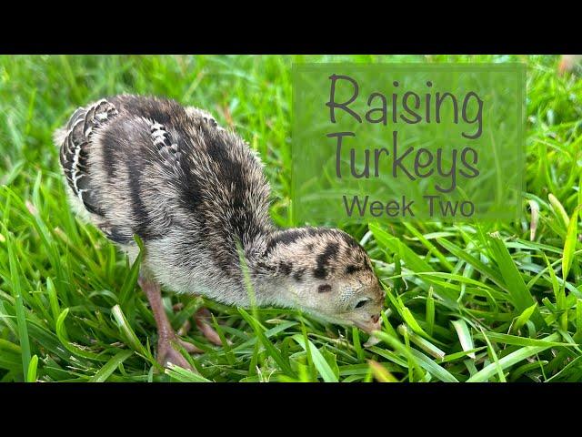 Raising Turkeys From Hatching to Processing - Part 1 | @semojohomestead