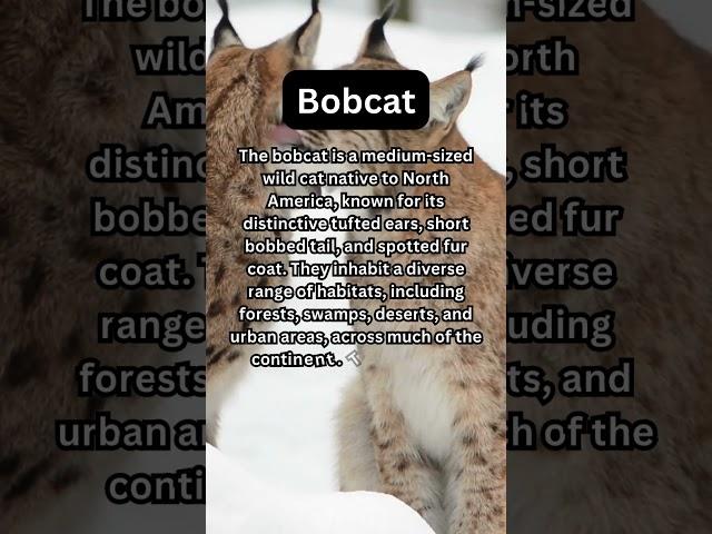 FACTS to KNOW about BOBCATS: Nature Unleashed!!! #shorts #facts