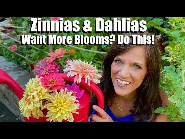 Zinnias & Dahlias - Want More Blooms?  Do This!