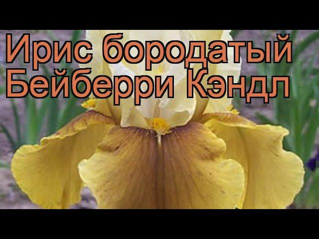 Ирис бородатый Бейберри Кэндл (iris)  обзор: как сажать, рассада ириса Бейберри Кэндл