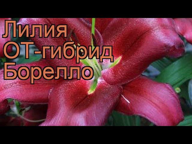 Лилия от-гибрид Борелло (lilium ot-hybrid borrello)  обзор: как сажать, луковицы лилии Борелло