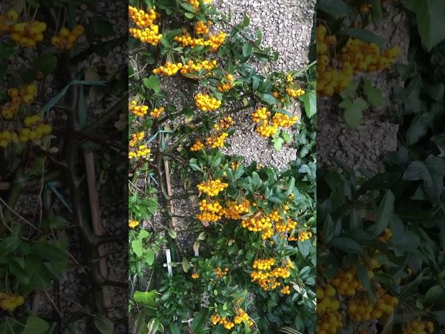 Pyracantha firethorn “orange glow”