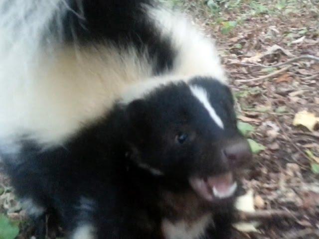 Vicious Skunk Attack