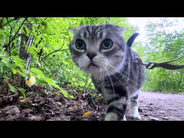 Cat Walk，Hamilton Conservation Authority, ON