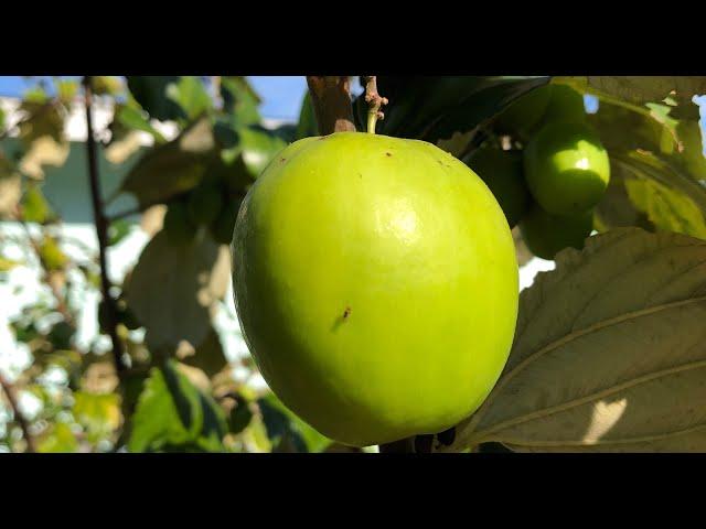 'Thai Giant' Indian Jujubes -  Growing Jujube Fruit in Florida