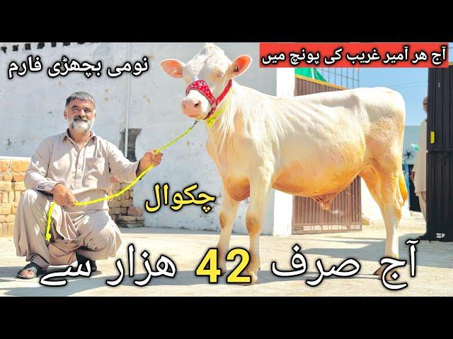 Heifers for sale in chakwal | Package vedio | Mont billion heifers | Cross heifers for sale |20-9-24