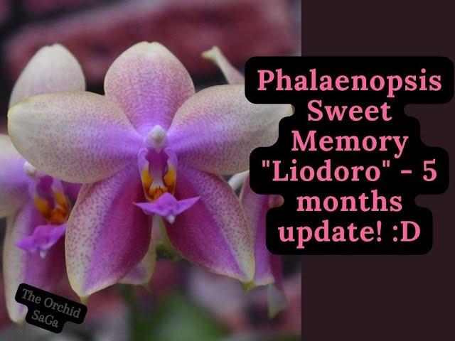 Phalaenopsis Liodoro sweet momery 5 months update! :D