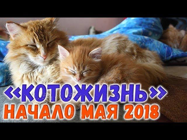 Первые майские дни 2018  КОТОЖИЗНЬ!