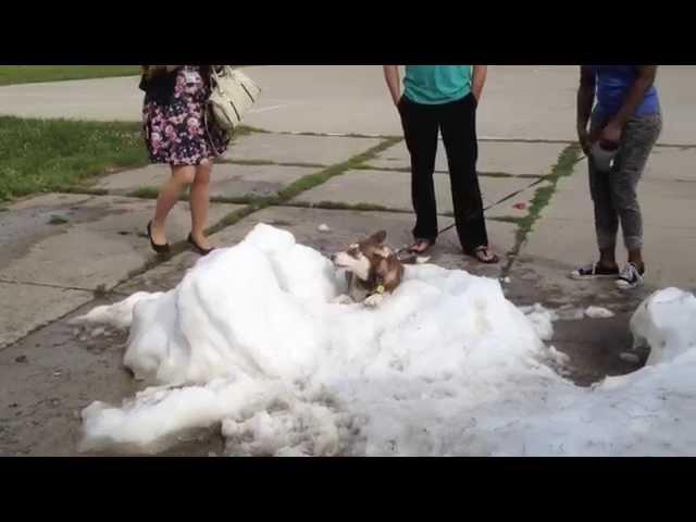 RCW 139 Bus Tours Presents: "OMG, there's a HUSKY playing in the snow!!!"