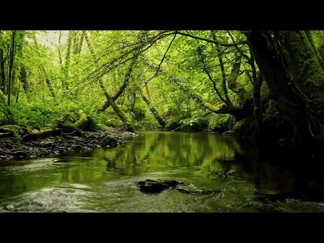 BEAUTIFUL FOREST SOUNDS, CALMING RIVER SOUNDS, FOREST BIRDSONG, NATURES MUSIC, ASMR