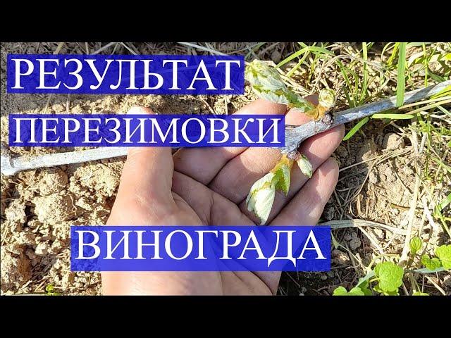 Результат перезимовки винограда. Осторожно с открытием (ультрафиолет).