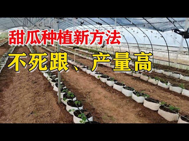 A new method of melon planting, just a bag! Immortal tree, high yield! Quickly learn new methods