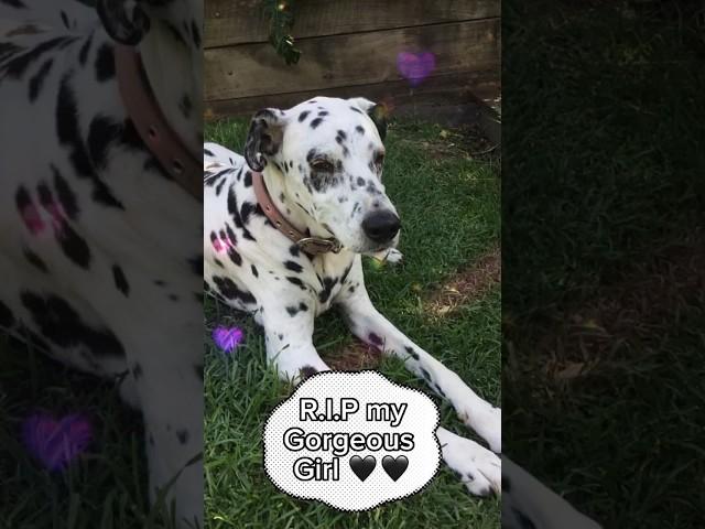 Our family dog-️lucy️-died of cancer 1-1/2 yrs ago (sub to ​⁠@EditsWCuddles)