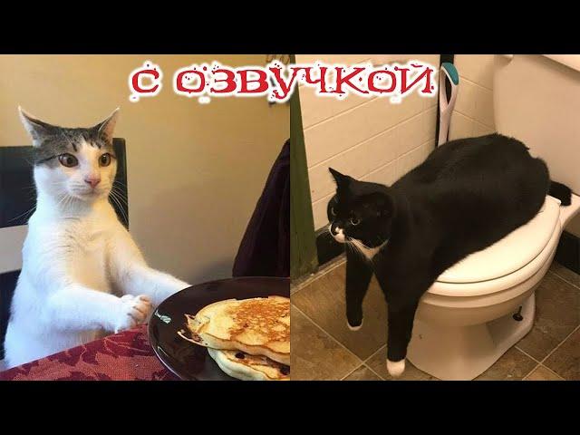 Funny Animal Videos 2024 - Funniest Dogs and Cats Videos #276