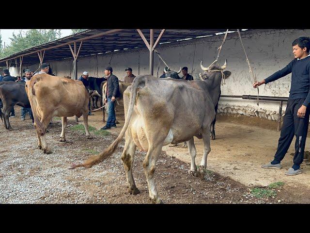 Tergachi mol bozori sigirlar narhlari bilan tarnishing 27.09.2024yil