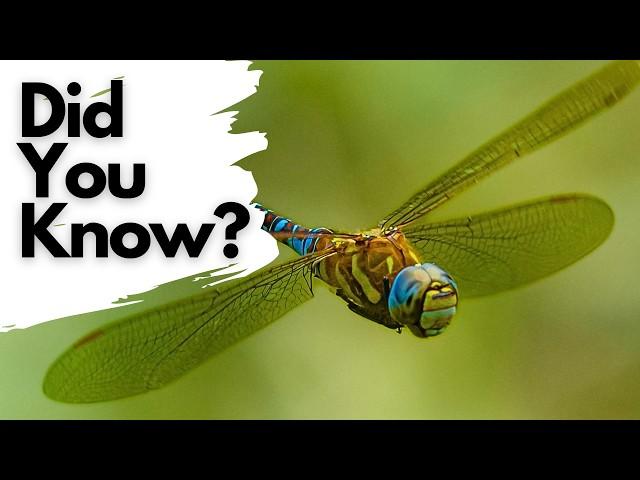 Things you need to know about DRAGONFLIES!