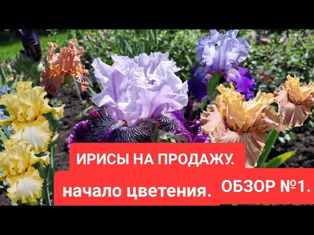 ИРИСЫ НА ПРОДАЖУ. НАЧАЛО ЦВЕТЕНИЯ. ОБЗОР №1.