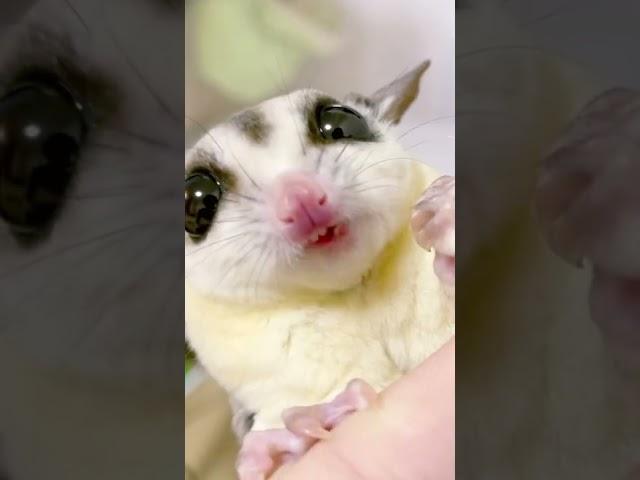 もぐもぐ可愛すぎ️ #フクロモモンガ #フクモモ #小動物 #蜜袋鼯 #sóc #슈가글라이더 #エキゾチックアニマル #scoiattolo