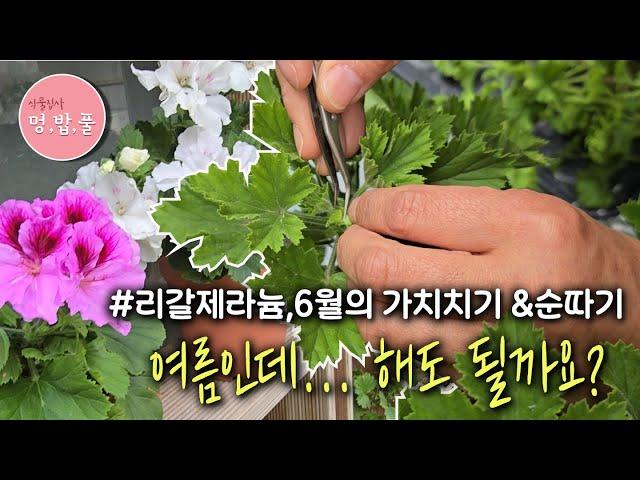 리갈제라늄, 6월 초여름 가지치기&삽목 #리갈여름가지치기 #리갈여름삽목