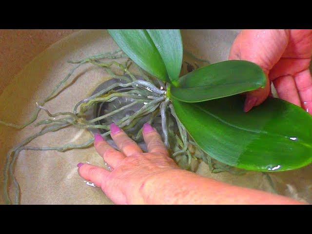 The orchid has grown many long aerial roots. What to do with the aerial roots?