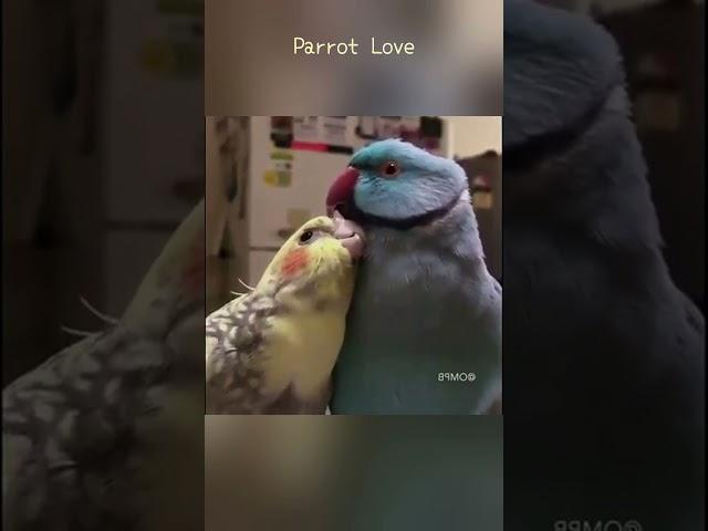 Parrot Love