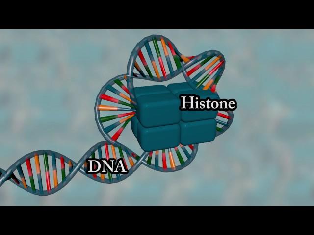 Chromosome structure - Medical animation