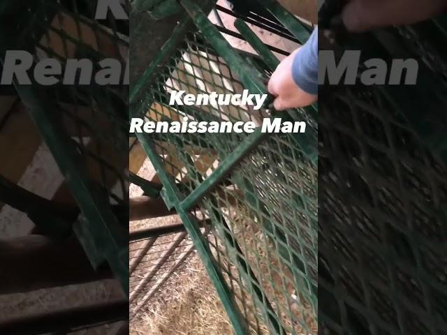 Wait till You SEE how fast SHEEP - ROLL OVER #sheepfarming #lakeland