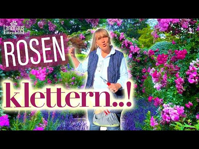 Öfterblühende Rambler & Kletterrosen  an RosenBÖGEN + Obelisken + Zaun + Mauer + Baum - RANKHILFE