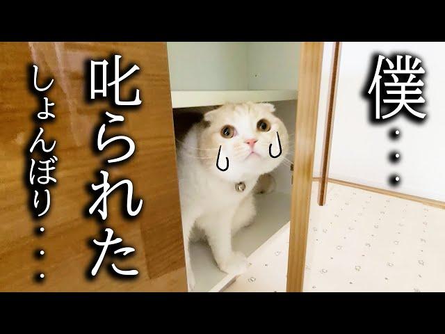 初めて猫が犬に吠えられ怒られたらこうなっちゃいました...