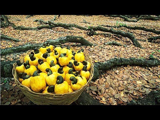 How Cashew Nut Farming and Processing - Cashew Cultivation Asian Technology