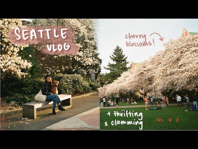 thrifting in seattle, uw cherry blossoms, clamming | spring weekend diaries