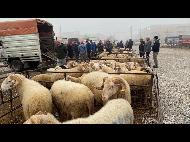 İZMİR TORBALI HAYVAN  PAZARINDA KURBANLIK KOÇ KUZULU KOYUN FİYATLARI