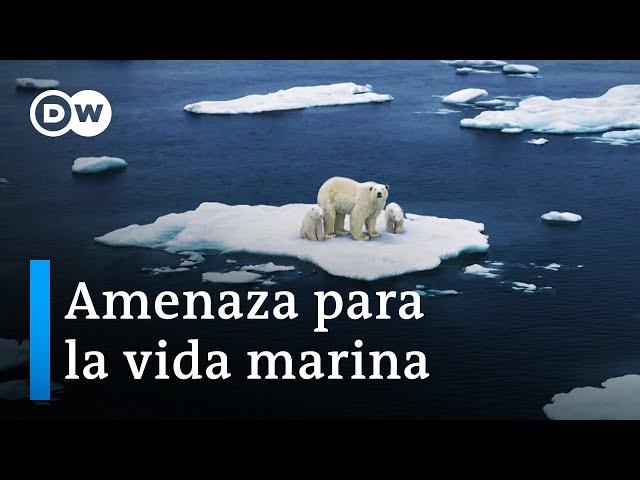 Cambio climático bajo el agua - ¿puede sobrevivir la vida marina? | DW Documental