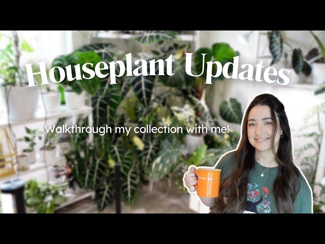 September Houseplant Collection Update 