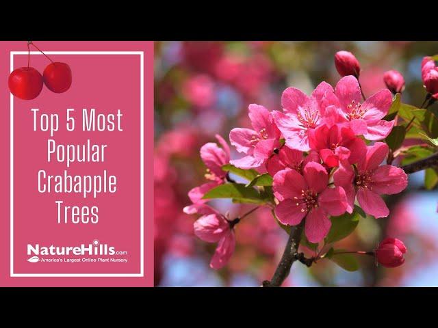 Top 5 Most Popular Crabapple Trees | NatureHills.com