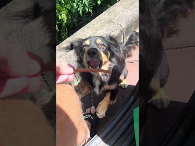 Person drives around every day and feeds the street dogs in Bali!