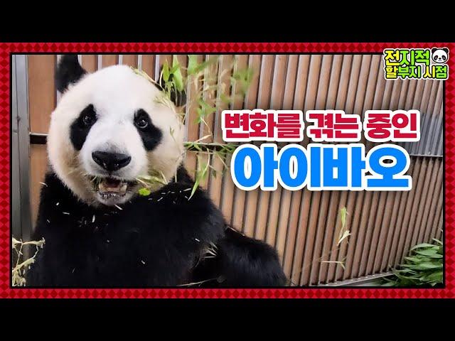 (SUB) Recent Changes In Mommy Panda│ Panda World