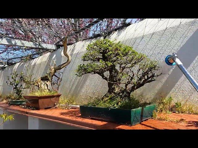 Paseo por mi zona de bonsai - Directos para Kaeru-En 蛙園
