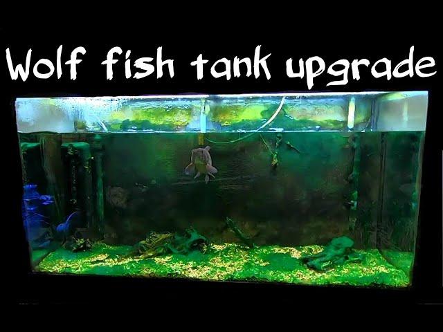 Wolf Fish Tank Upgrade!