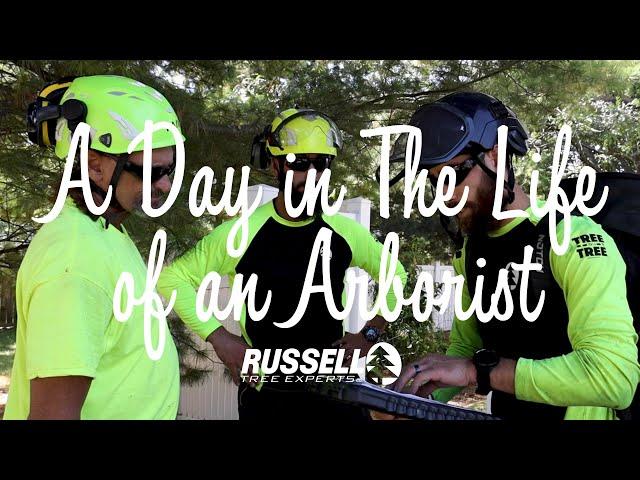 A Day in the Life of an Arborist I Russell Tree Experts