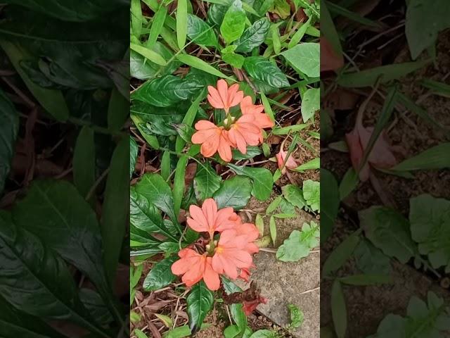 與以靈再臨的主耶穌基督同心同行！真美麗