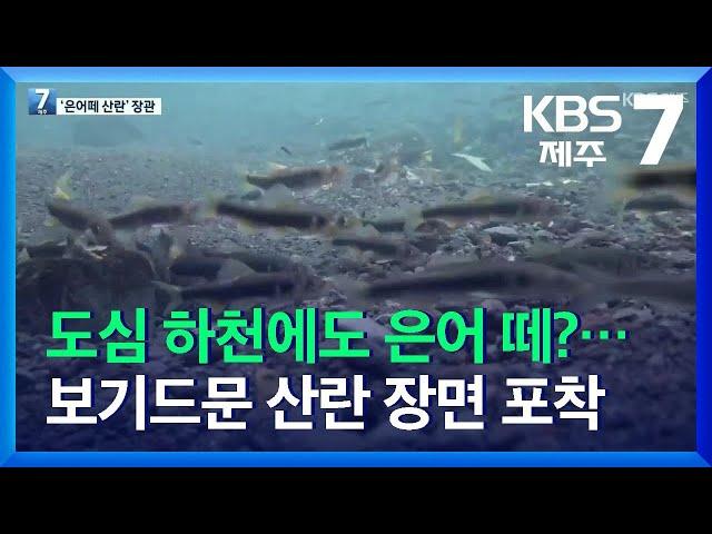 [7시뉴스제주/주요뉴스] 도심 하천에도 은어 떼?…보기드문 산란 장면 포착 / KBS  2021.11.02.