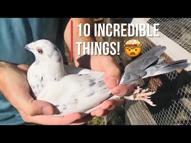 10 incredible things about homing pigeons