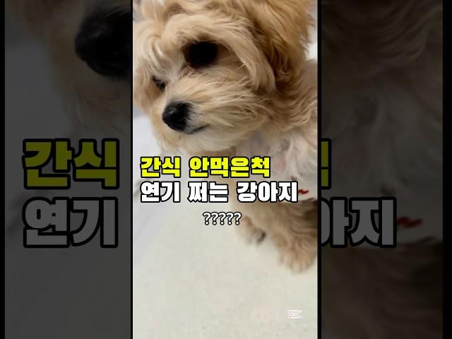 간식 안먹은척 연기하는 강아지#강아지브이로그#말티푸#강아지간식#강아지먹방#강아지ASMR