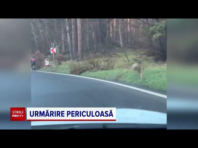 Biciclist urmărit de un lup, pe șoseaua care coboară din Poiana Brașov